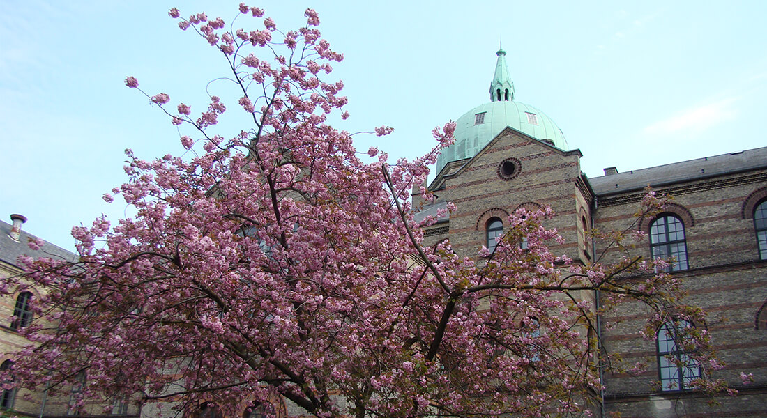 Garden at CSS. Photo: UCPH